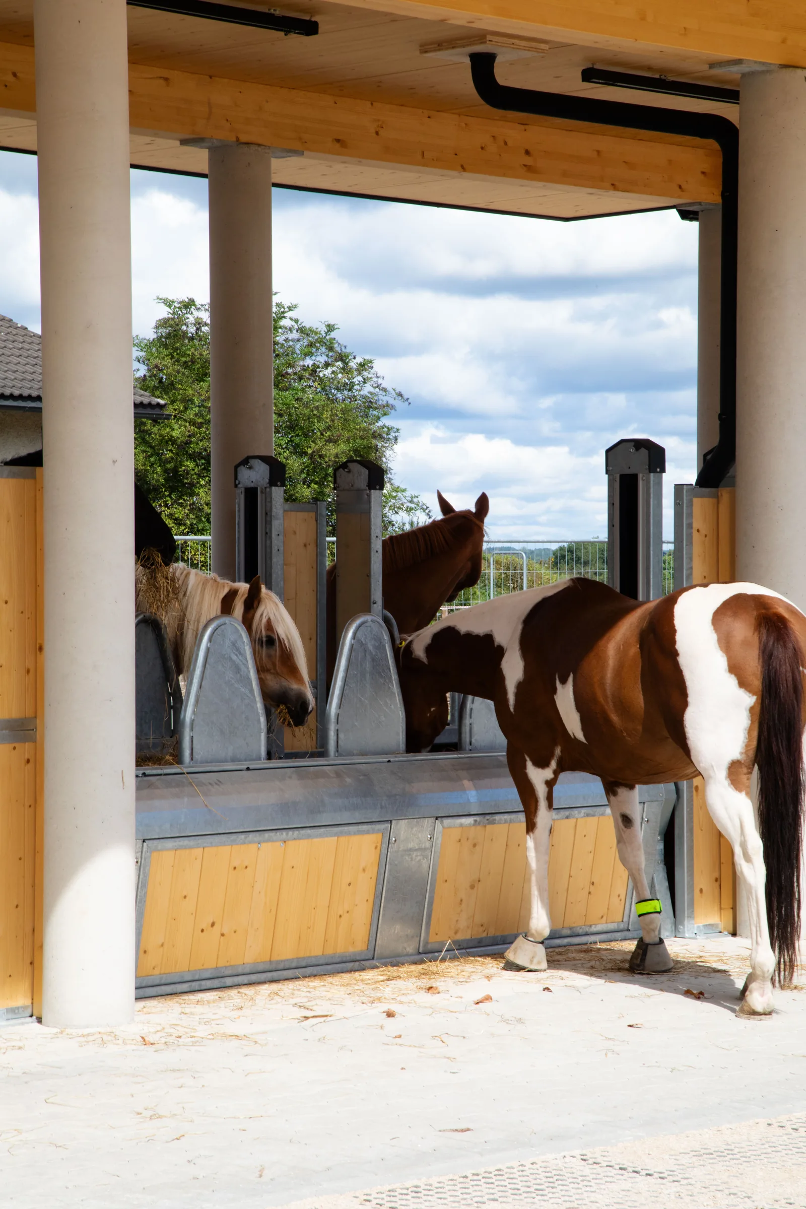 Pferde an der Heuraufe