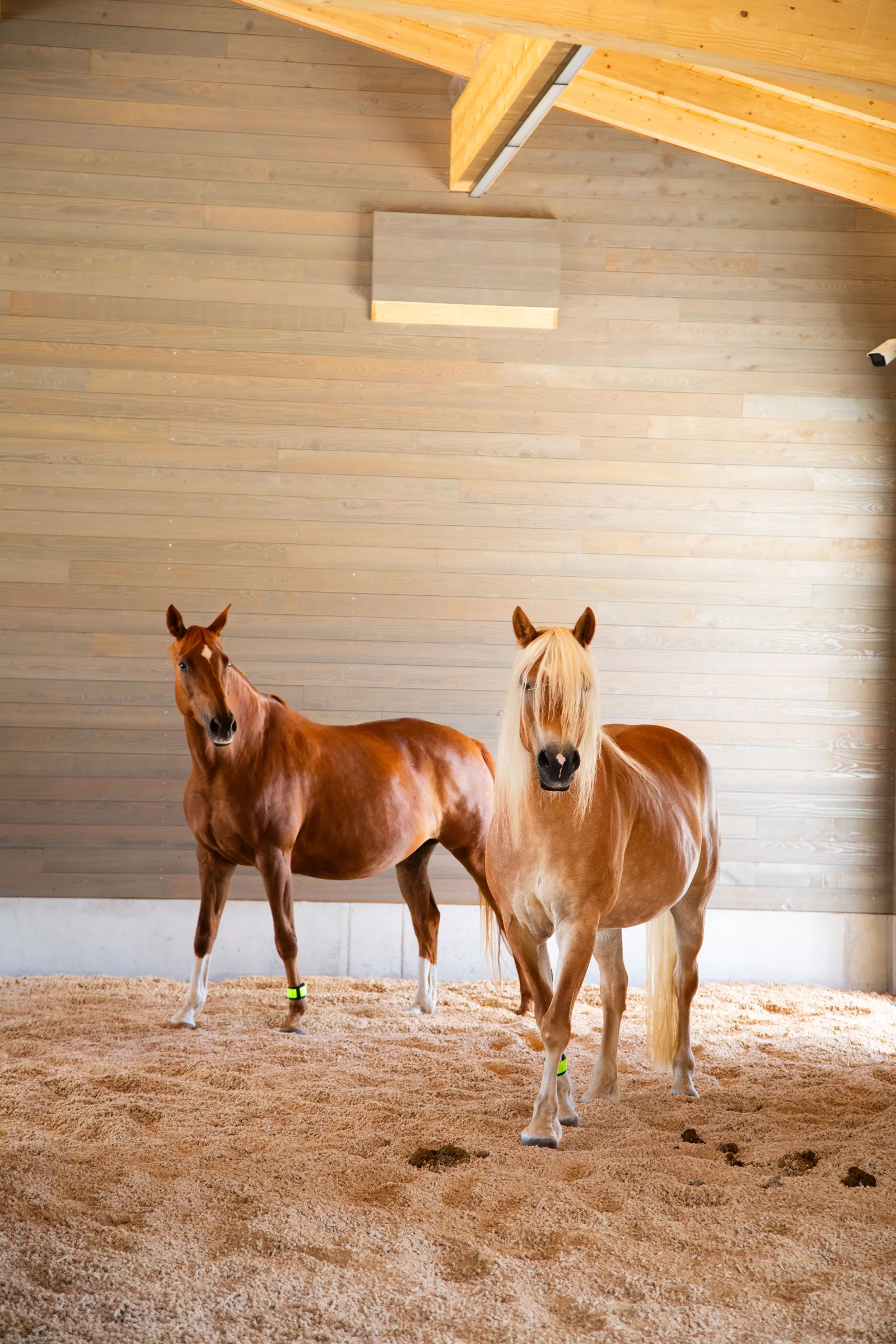 Pferde in der Liegehalle