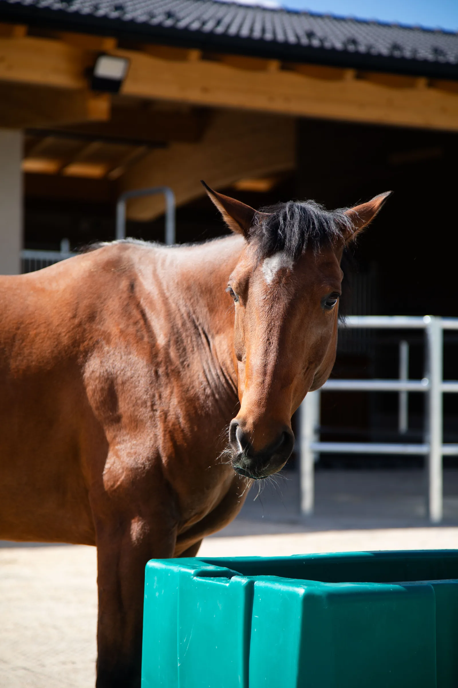 Pferd an der Tränke